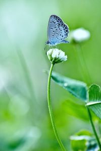 Little Blue Butterfly by chibitomu