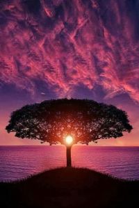 violet tree