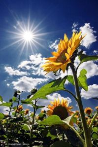 sunflower rays