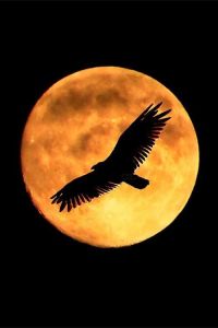full moon eagle